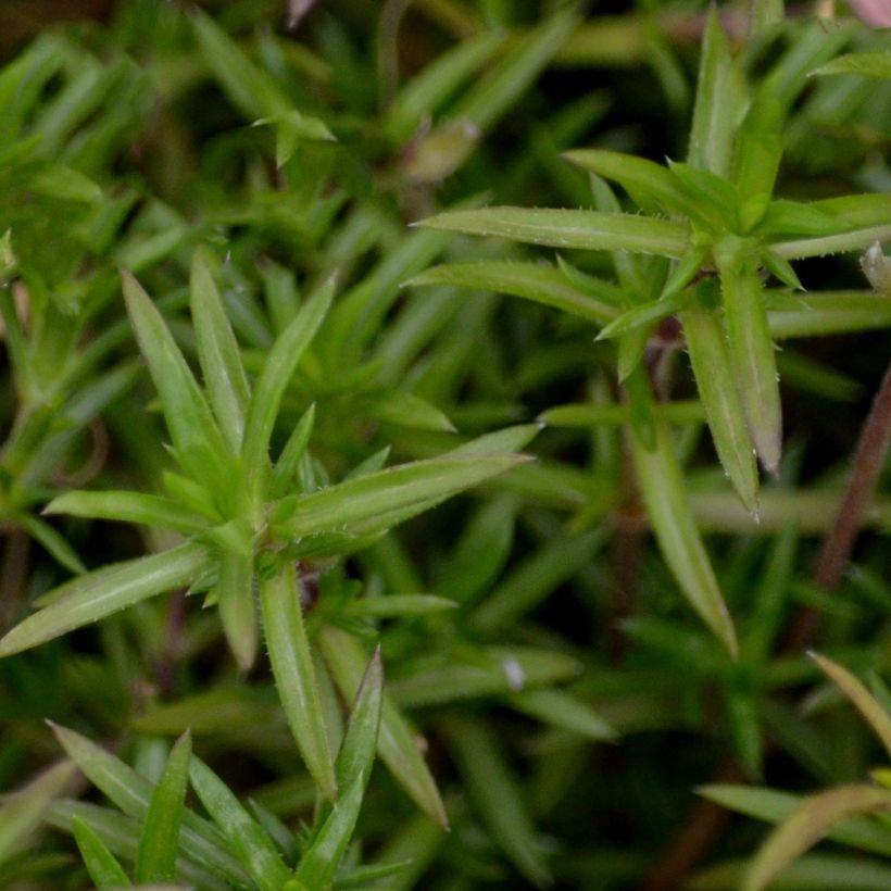 Phlox mousse Candy Stripes - Phlox subulata (Feuillage)