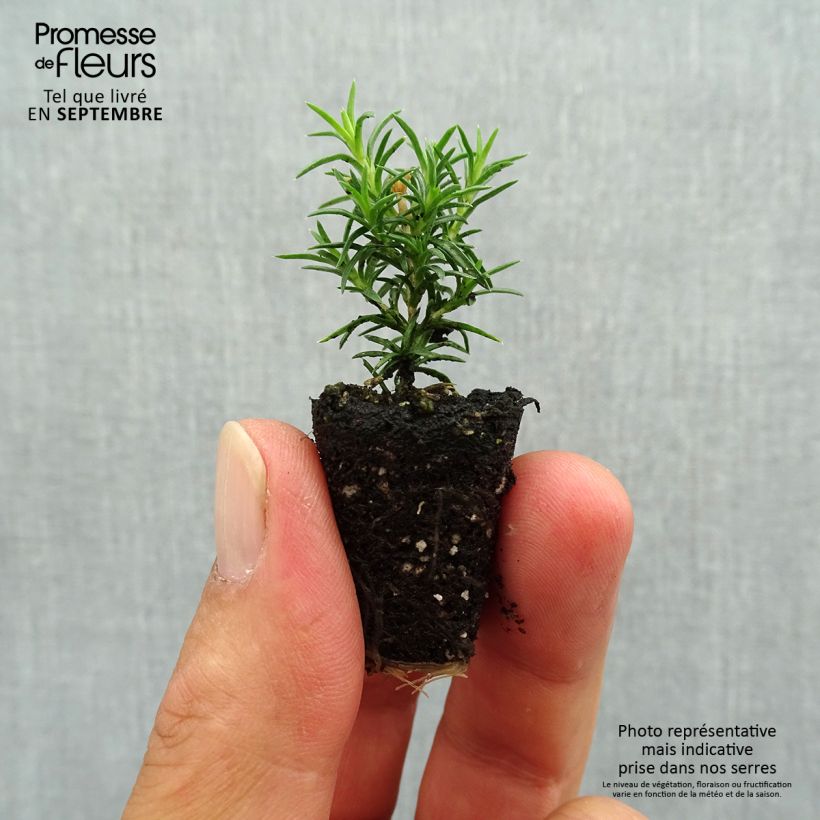 Spécimen de Phlox mousse Candy Stripes - Phlox subulata Mini-motte Ø 3/4 cm tel que livré en automne