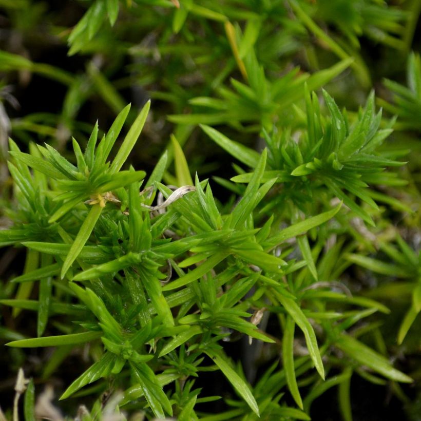 Phlox mousse  Moerheimii (Feuillage)