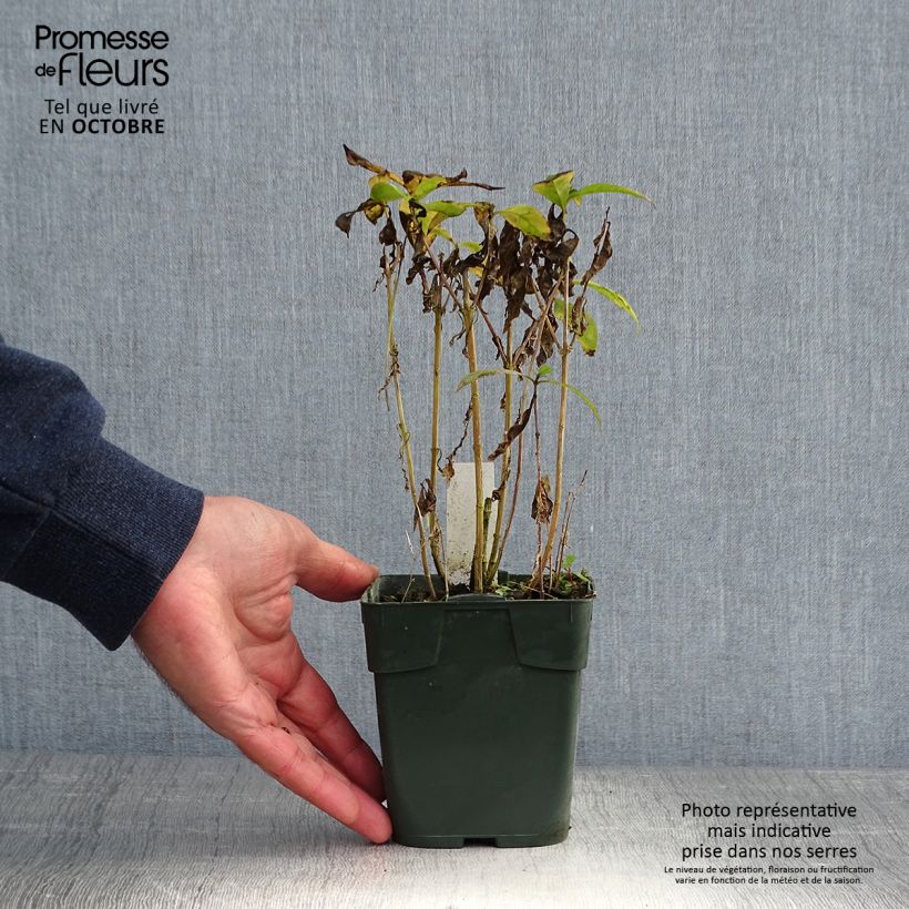 Spécimen de Phlox paniculata Bambini Desire Godet de 8/9 cm tel que livré en automne