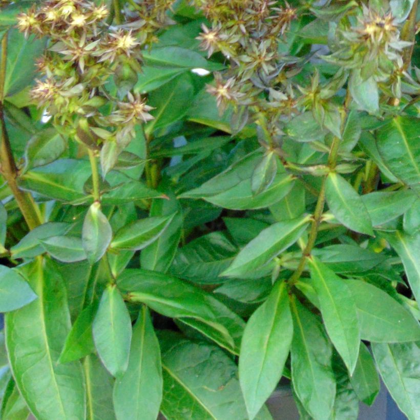 Phlox paniculata Blind Lion (Feuillage)