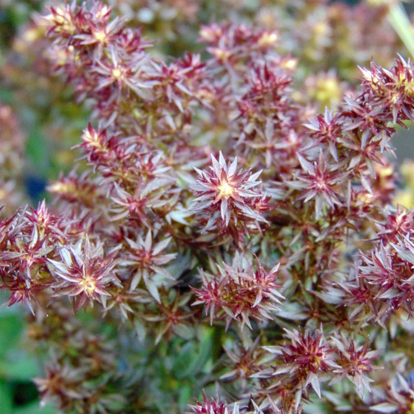 Phlox paniculata Blind Lion (Floraison)