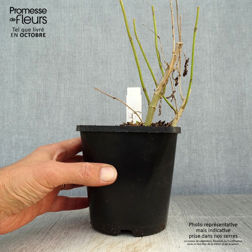 Spécimen de Phlox paniculata Blue Paradise Pot de 1,5L/2L tel que livré en automne