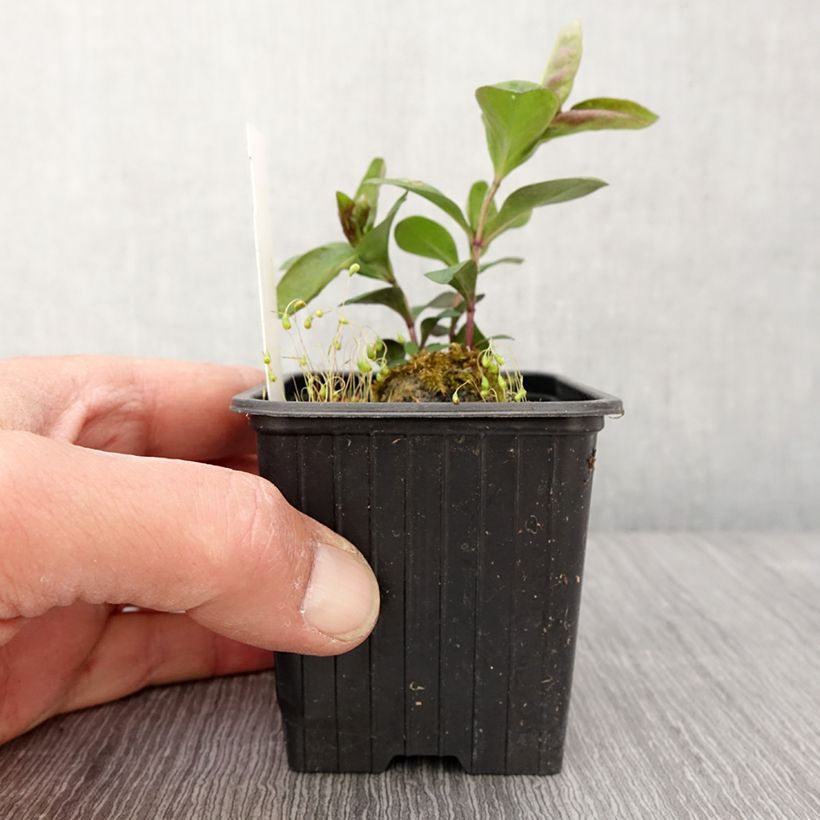 Spécimen de Phlox paniculata Butonik - Godet de 8/9 cm tel que livré au printemps