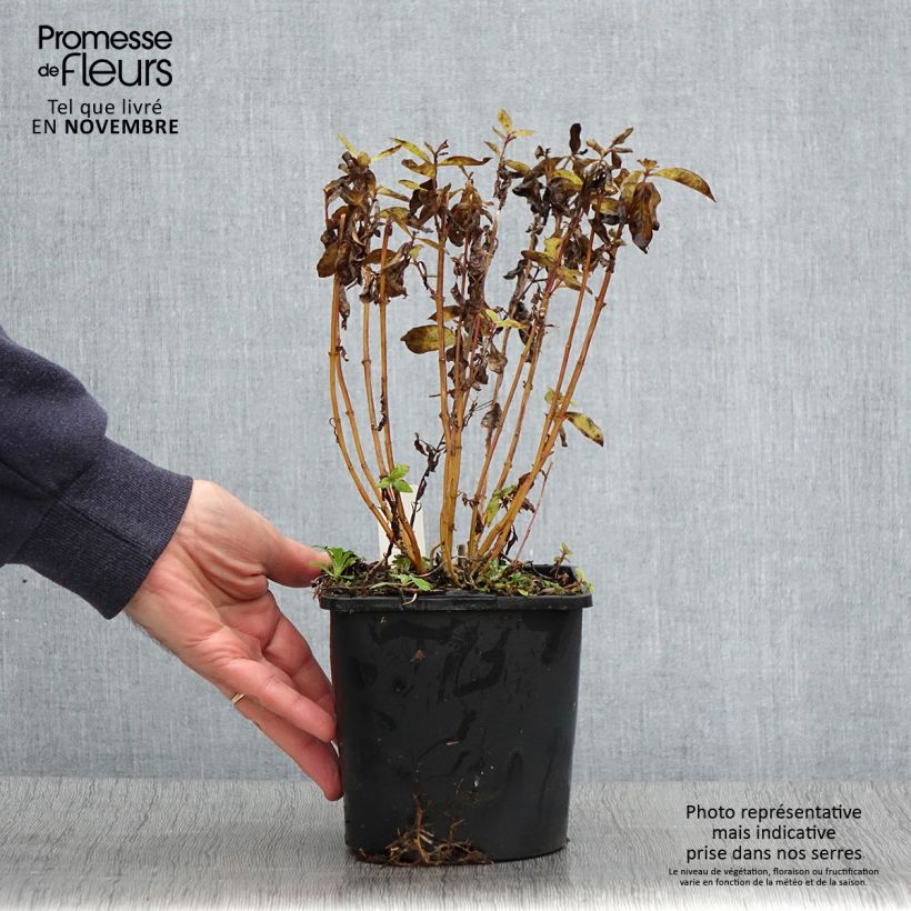 Spécimen de Phlox paniculata Butonik Pot de 2L/3L tel que livré en automne