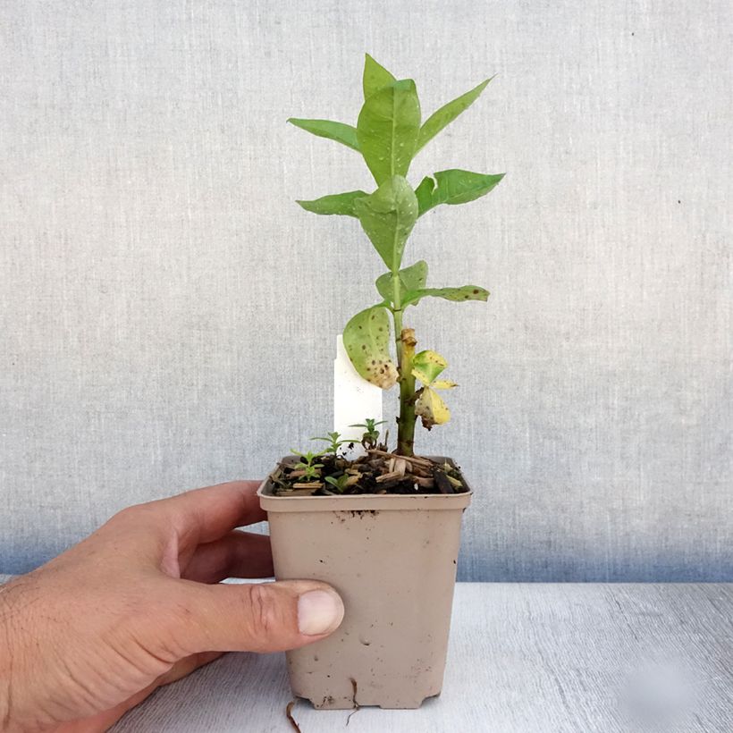 Spécimen de Phlox paniculata Coral Flame Godet de 8/9 cm tel que livré en été
