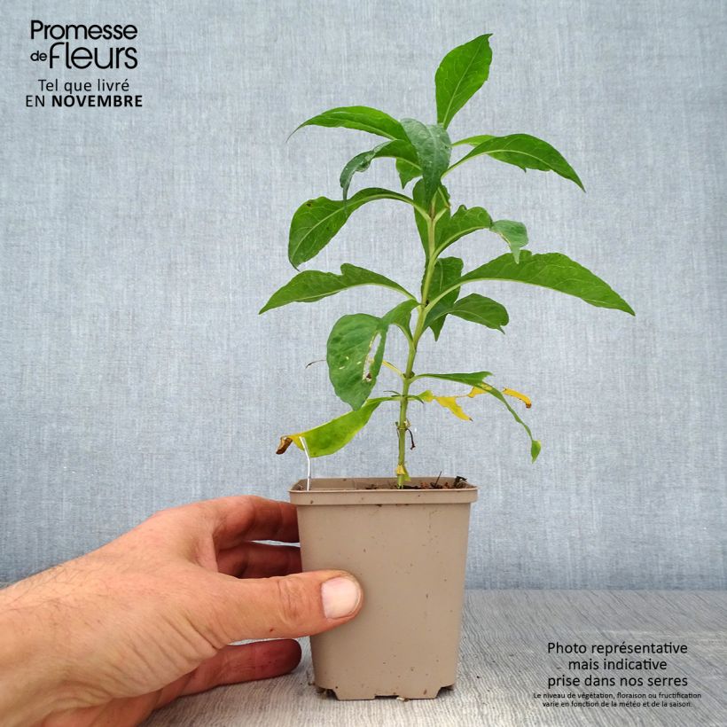 Spécimen de Phlox paniculata Elisabeth tel que livré en automne