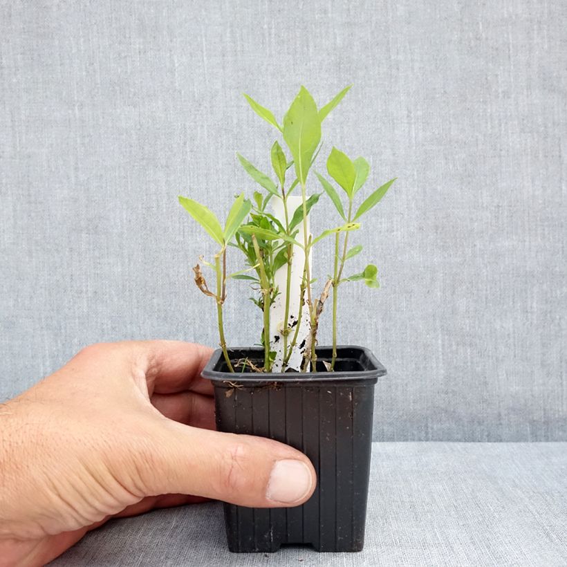 Spécimen de Phlox paniculata Elisabeth Godet de 8/9 cm tel que livré en été