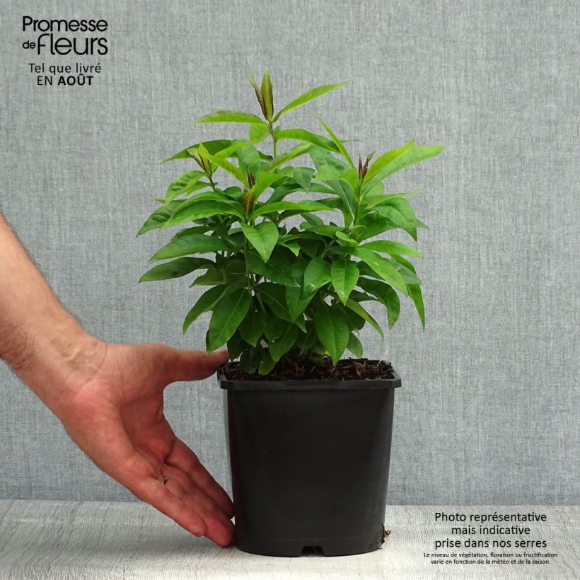 Spécimen de Phlox paniculata Famous Cerise - Phlox paniculé Pot de 1,5L/2L tel que livré en été