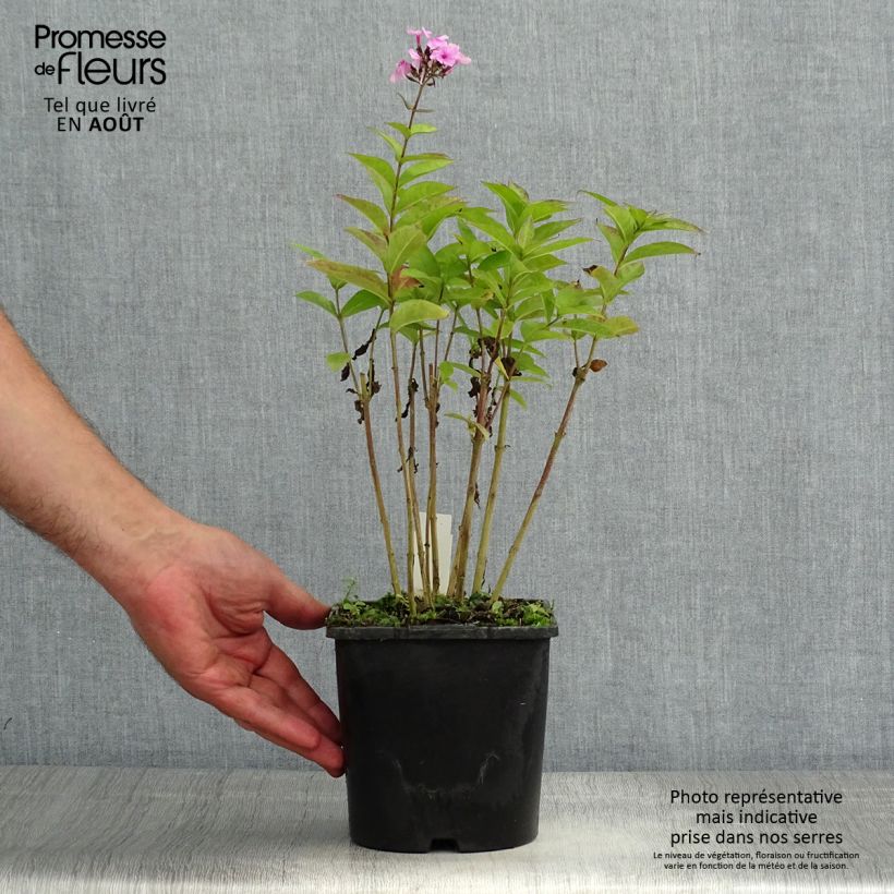 Spécimen de Phlox paniculata Famous Light Pink Pot de 2L/3L tel que livré en été