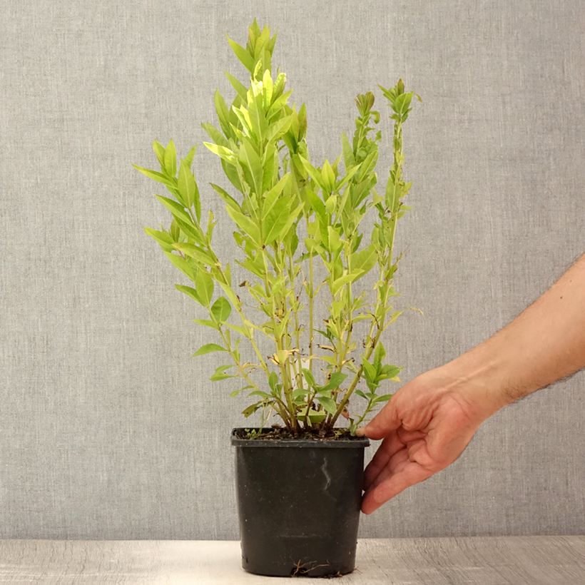 Spécimen de Phlox paniculata Famous Purple Pot de 2L/3L tel que livré en été