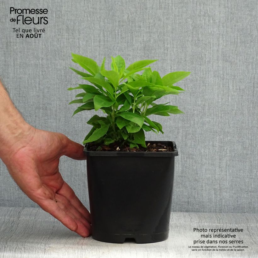 Spécimen de Phlox paniculata Famous White Pot de 2L/3L tel que livré en été