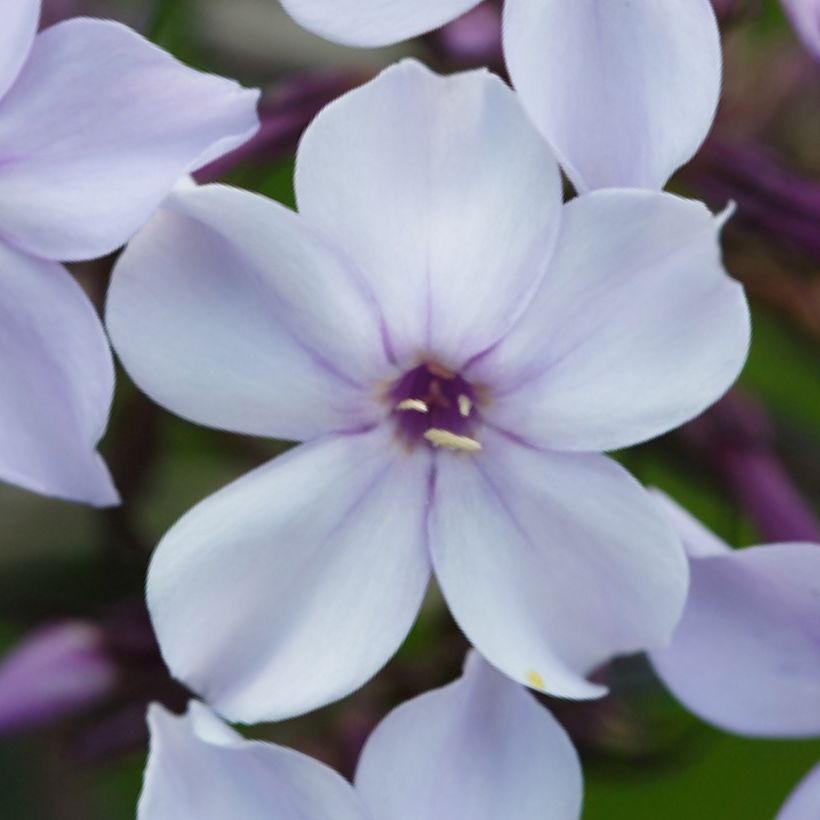 Phlox paniculata Flame Marine - Phlox paniculé (Floraison)