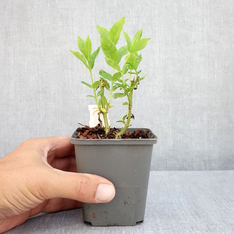 Spécimen de Phlox paniculata Flame White Imp Godet de 8/9 cm tel que livré en été