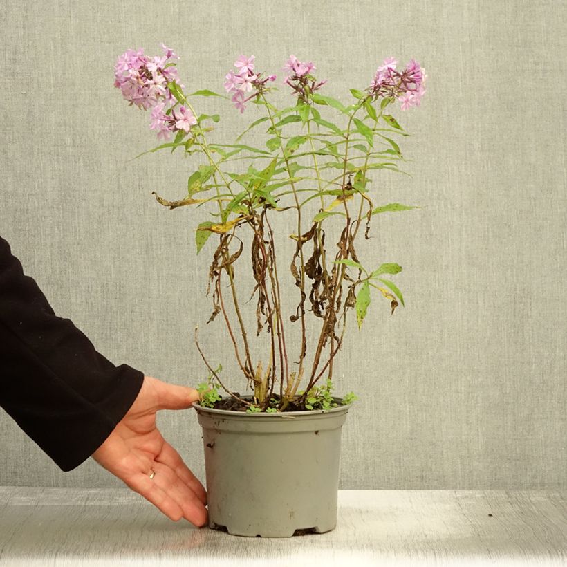 Spécimen de Phlox paniculata Hesperis Pot de 2L/3L tel que livré en automne