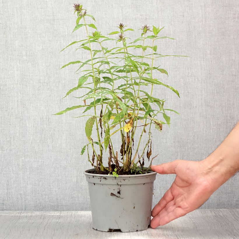 Spécimen de Phlox paniculata Hesperis - Pot de 2L/3L tel que livré en été