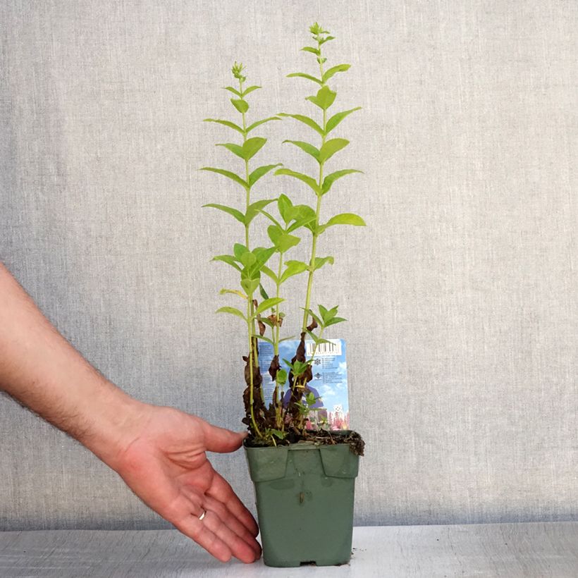 Spécimen de Phlox paniculata Jade - Phlox paniculé Godet de 8/9 cm tel que livré en été