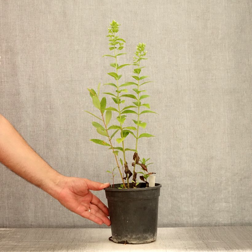 Spécimen de Phlox paniculata Jade - Phlox paniculé Pot de 2L/3L tel que livré en été