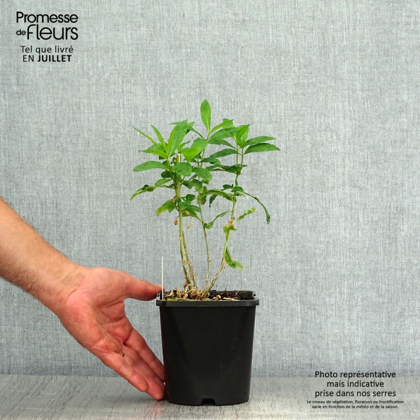 Example of Phlox paniculata Laura as you get in ete
