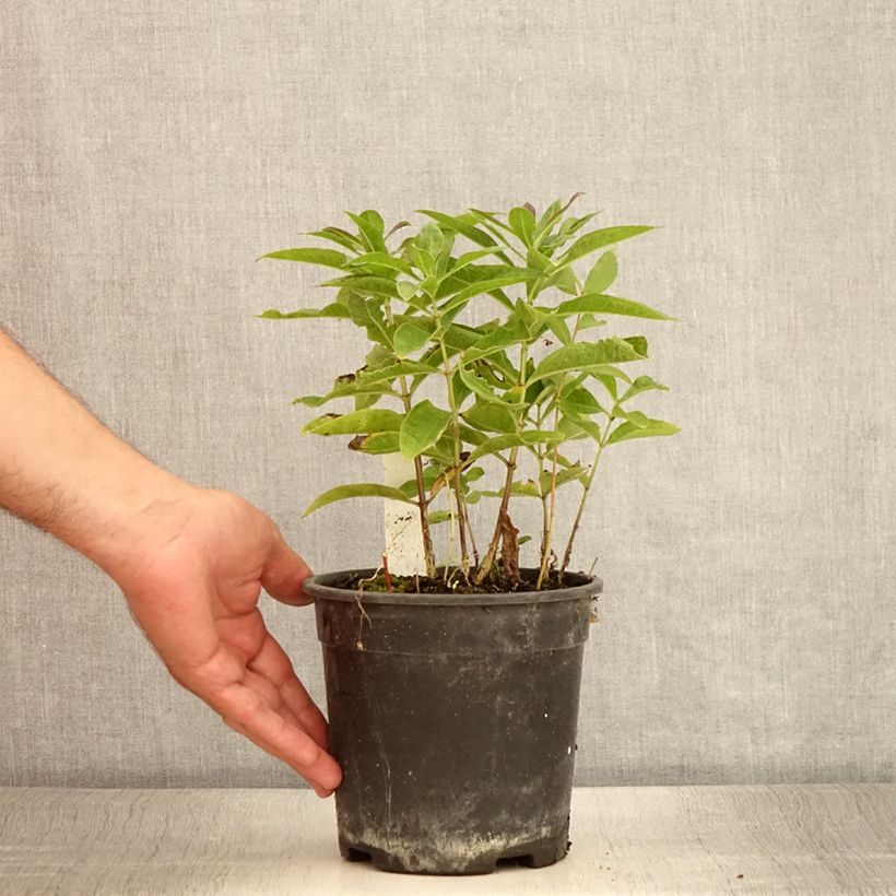 Spécimen de Phlox paniculata Little Laura Pot de 2L/3L tel que livré en été