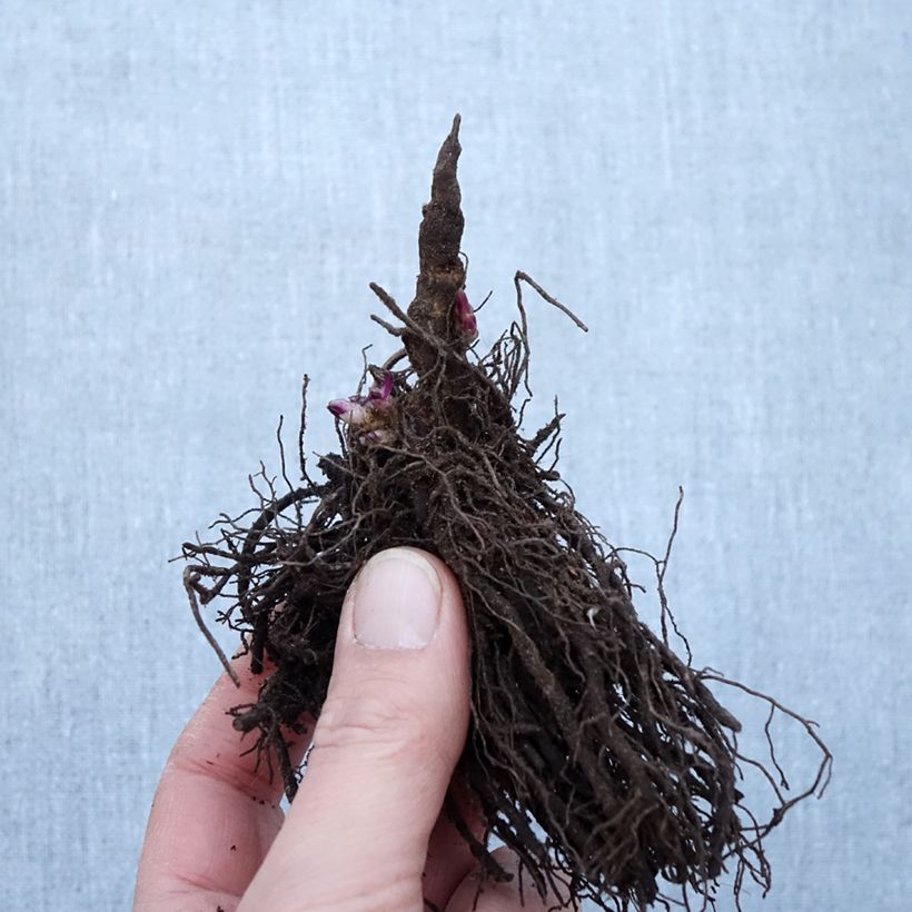 Spécimen de Phlox paniculata Little Laura - Racines nues tel que livré en hiver