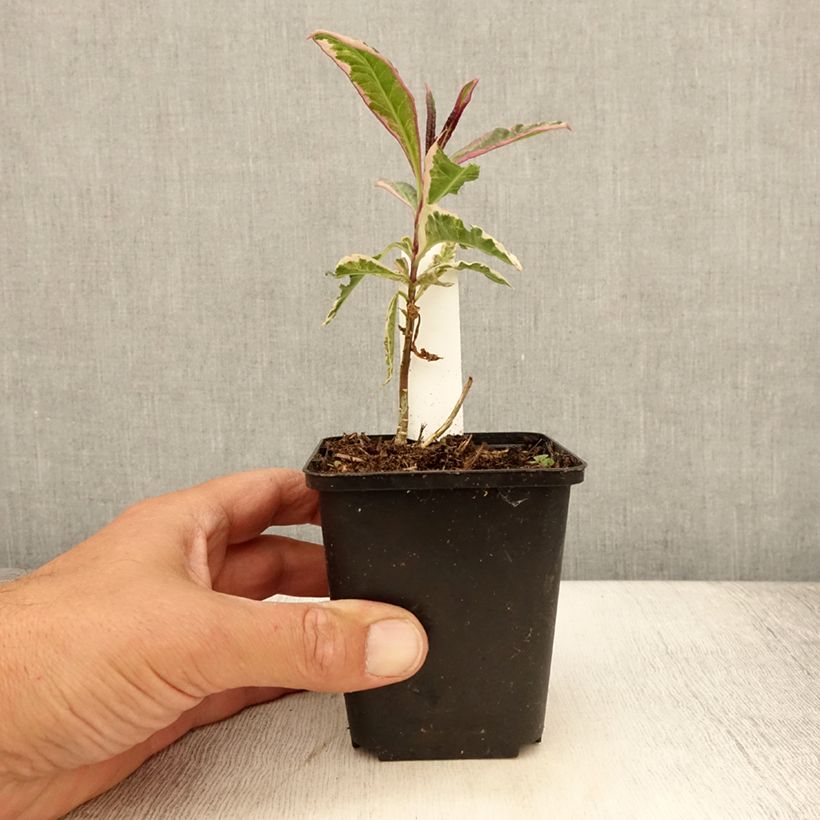 Spécimen de Phlox paniculata Olympus Godet de 8/9 cm tel que livré en été