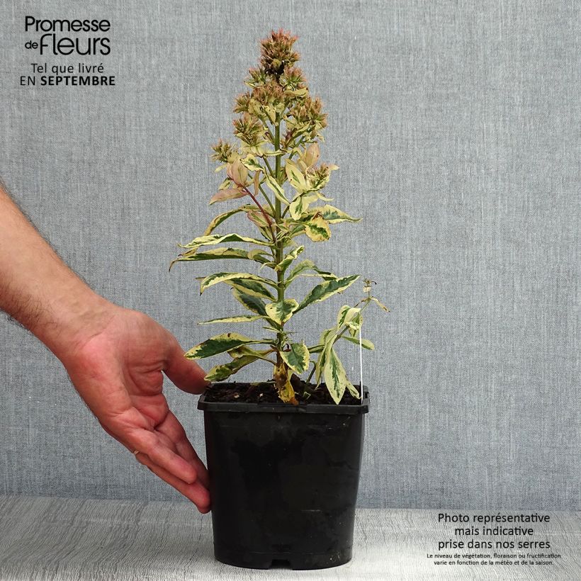 Spécimen de Phlox paniculata Olympus Pot de 1,5L/2L tel que livré en été