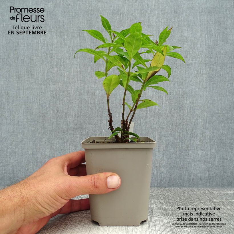 Spécimen de Phlox paniculata Orange Perfection Godet de 7/8 cm tel que livré en été