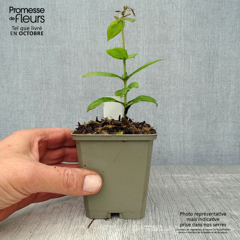 Spécimen de Phlox paniculata Purple Flame Godet de 8/9 cm tel que livré en automne
