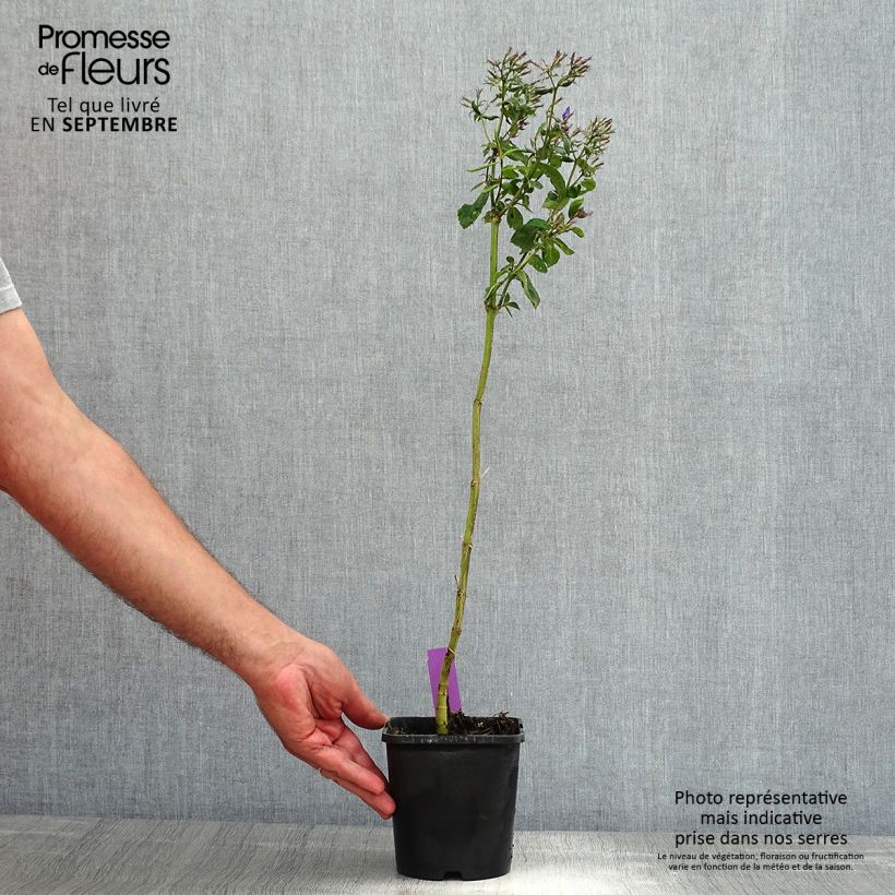 Spécimen de Phlox paniculata Starfire Pot de 1,5L/2L tel que livré en été