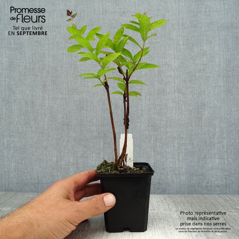 Spécimen de Phlox paniculata The King - Phlox paniculé violet bleuté soutenu Godet de 8/9 cm tel que livré en été