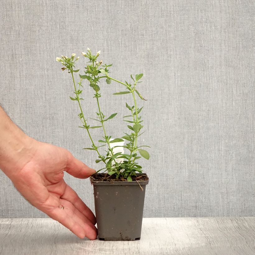 Spécimen de Phlox paniculata Tiara Godet de 8/9 cm tel que livré en été