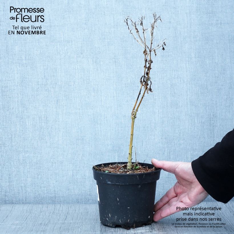 Spécimen de Phlox paniculata Uspech Pot de 2L/3L tel que livré en automne