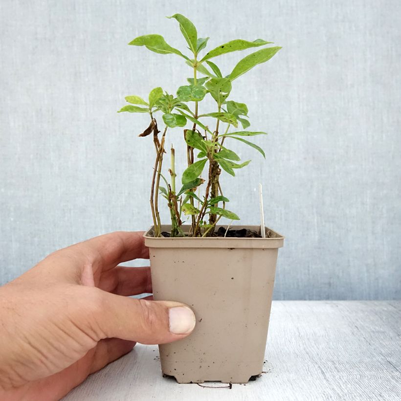 Spécimen de Phlox paniculata Uspech Godet de 8/9 cm tel que livré en été