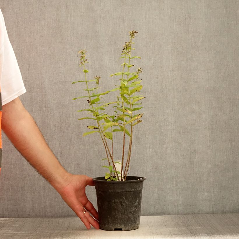 Spécimen de Phlox paniculata Younique Bicolor Pot de 2L/3L tel que livré en été