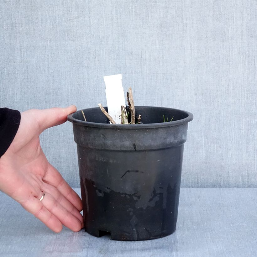 Spécimen de Phlox paniculata Younique Old Pink Pot de 2L/3L tel que livré en hiver