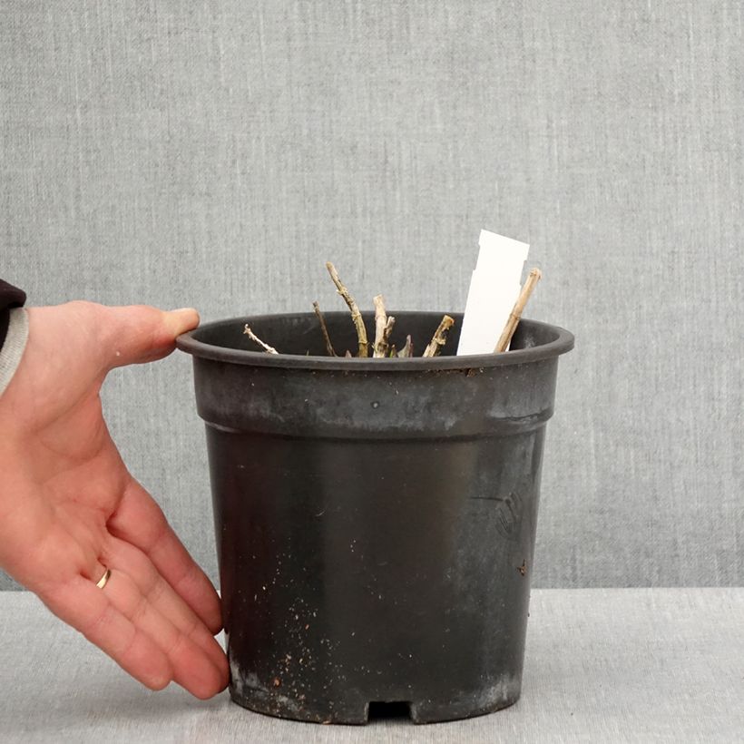 Spécimen de Phlox paniculata Younique Old Pink - Pot de 2L/3L tel que livré au printemps