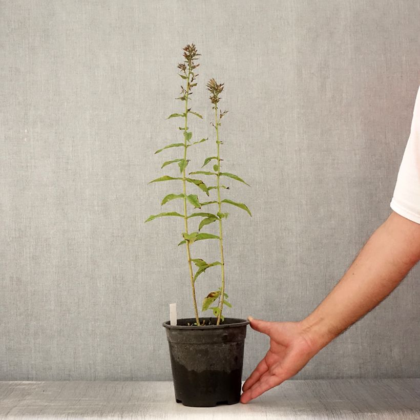 Spécimen de Phlox paniculata Younique Old Purple Pot de 2L/3L tel que livré en été