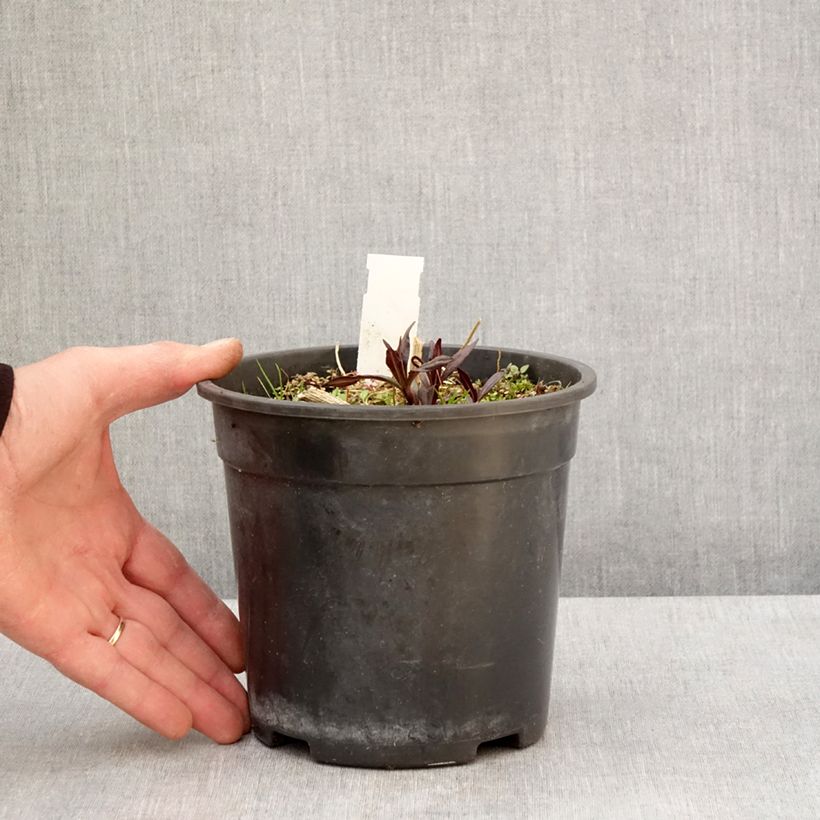 Spécimen de Phlox paniculata Younique Old Purple - Pot de 2L/3L tel que livré au printemps