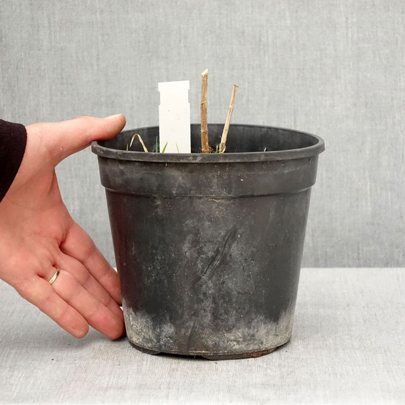 Spécimen de Phlox paniculata Younique Orange - Pot de 2L/3L tel que livré au printemps