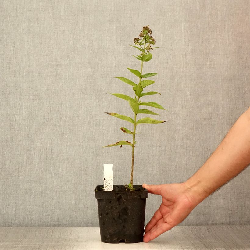 Spécimen de Phlox paniculata Younique Trendy - Pot de 2L/3L tel que livré en été