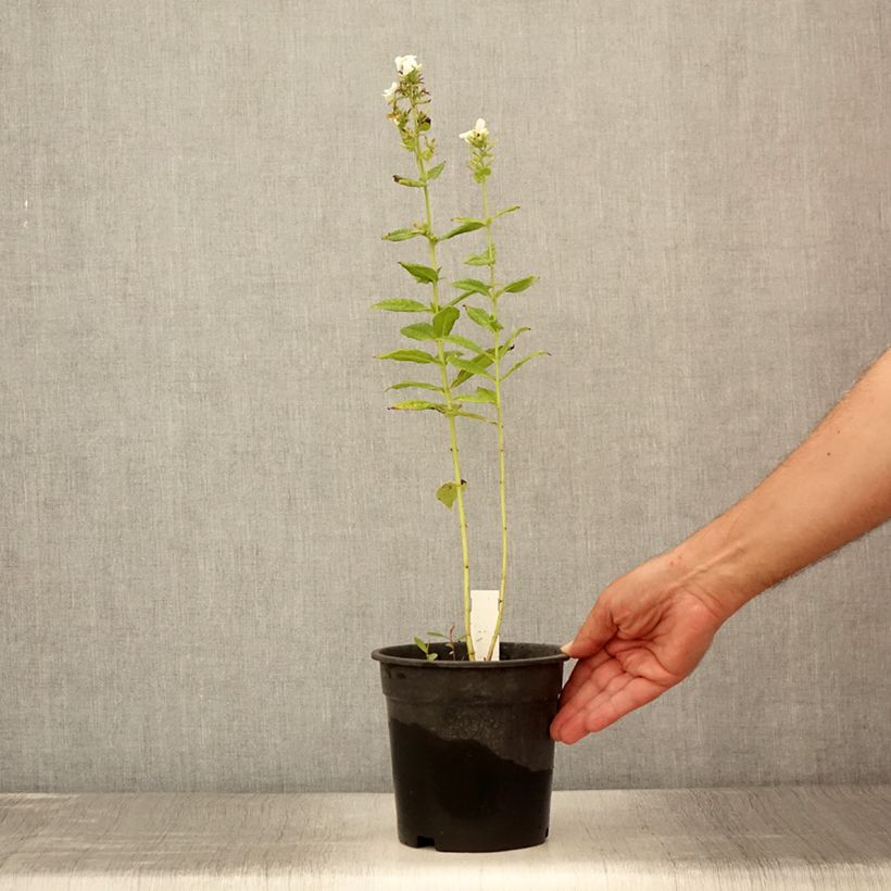 Spécimen de Phlox paniculata Younique White Pot de 2L/3L tel que livré en été
