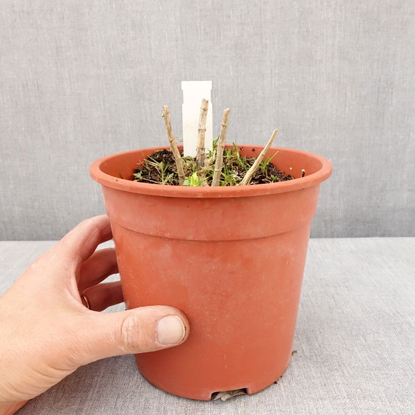 Spécimen de Phlox paniculata Younique White - Pot de 2L/3L tel que livré au printemps