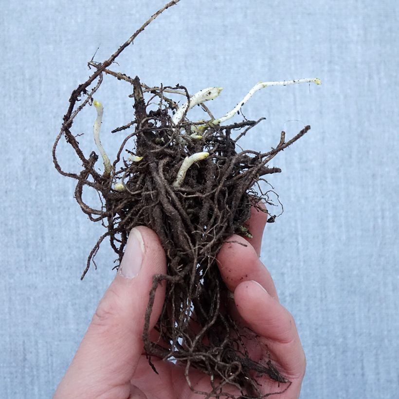 Spécimen de Phlox paniculata Younique White - Racines nues tel que livré en hiver