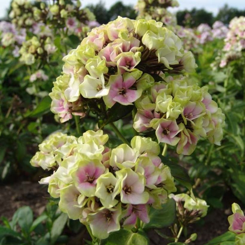 Phlox paniculata Sherbet Blend® - Phlox paniculé vert anis et rose violacé (Floraison)