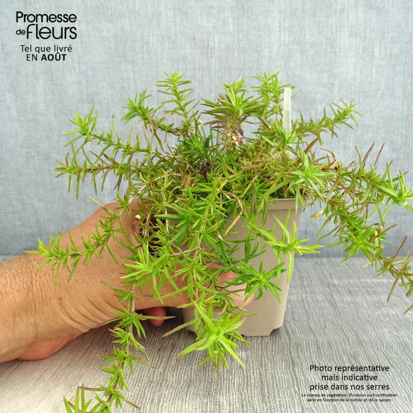 Spécimen de Phlox subulata Atropurpurea - Phlox mousse Godet de 8/9 cm tel que livré en été