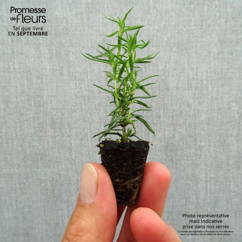Spécimen de Phlox subulata Atropurpurea - Phlox mousse Mini-motte Ø 3/4 cm tel que livré en automne