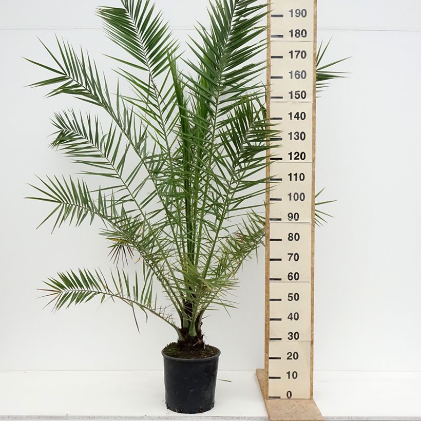 Spécimen de Phoenix canariensis - Palmier dattier des Canaries Pot de 12L/15L tel que livré au printemps