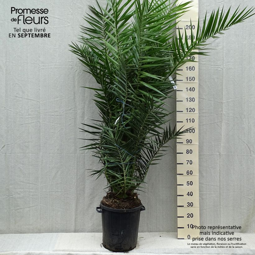 Spécimen de Phoenix canariensis - Palmier dattier des Canaries Pot de 30L/35L, Stipe 20/30 cm tel que livré en automne