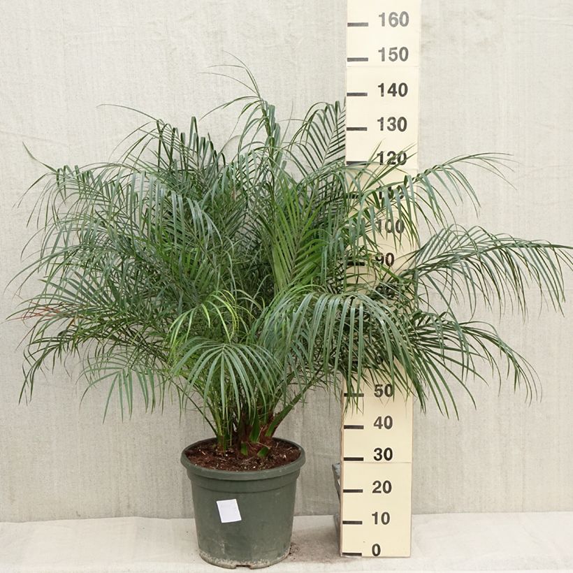 Spécimen de Phoenix roebelinii - palmier dattier nain Pot de 20L/25L tel que livré au printemps